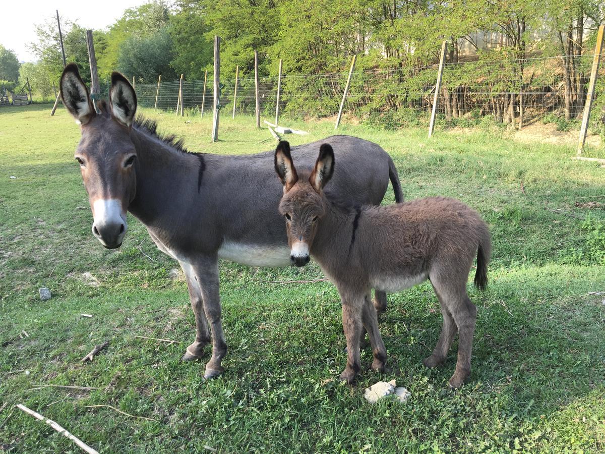 Agriturismo Relais "Il Bricco" Villa Nizza Monferrato Eksteriør billede